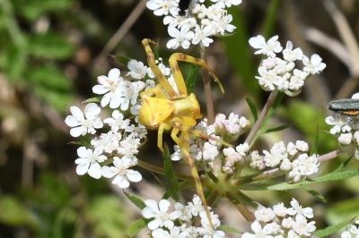 <i>Thomisus onustus</i>