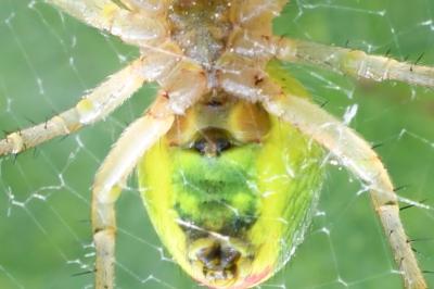 <i>Araniella opisthographa</i>