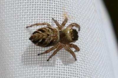 <i>Evarcha</i>