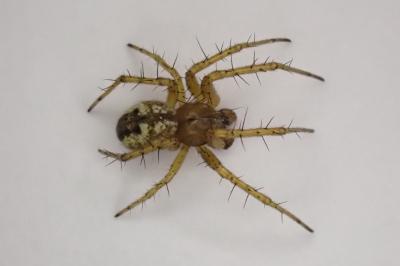 <i>Mangora acalypha</i>