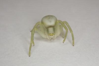 <i>Misumena vatia</i>