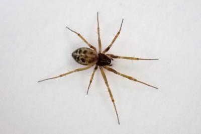 <i>Lepthyphantes</i>