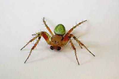 <i>Araniella</i>