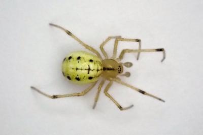 <i>Enoplognatha</i>