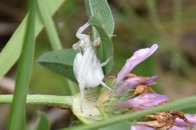 <i>Misumena vatia</i>