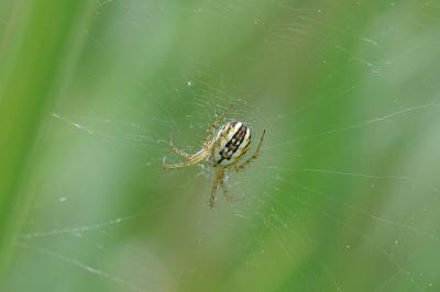<i>Mangora acalypha</i>