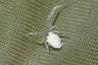 <i>Uloborus walckenaerius</i>