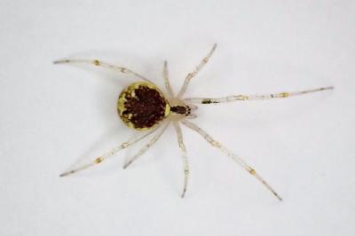 <i>Theridion varians</i>