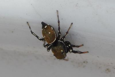 <i>Heliophanus kochii</i>