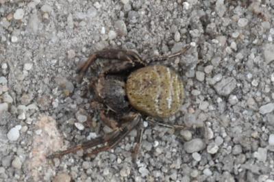 <i>Xysticus</i>