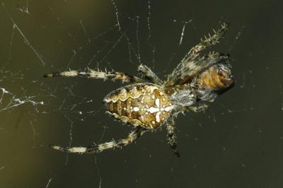 <i>Araneus diadematus</i>