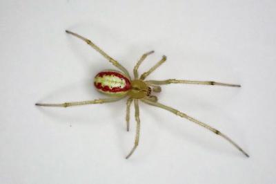 <i>Enoplognatha</i>