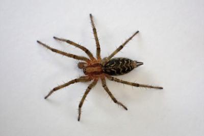 <i>Agelena labyrinthica</i>