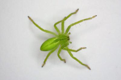 <i>Micrommata virescens</i>
