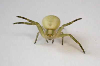 <i>Misumena vatia</i>