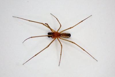 <i>Neriene radiata</i>