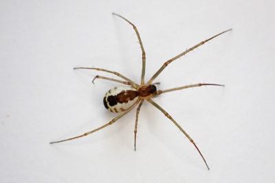 <i>Neriene radiata</i>