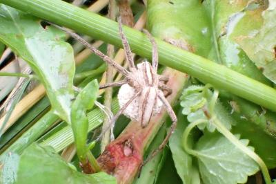 <i>Pisaura mirabilis</i>