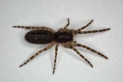 <i>Segestria bavarica</i>