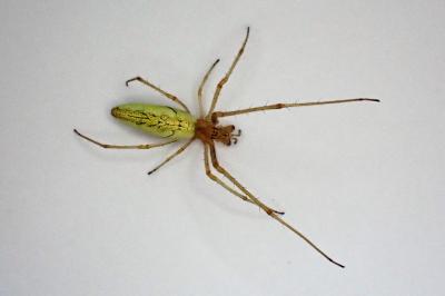 <i>Tetragnatha</i>
