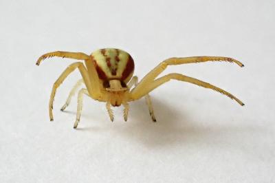 <i>Runcinia grammica</i>