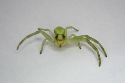 <i>Misumena vatia</i>