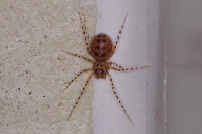 <i>Scytodes thoracica</i>