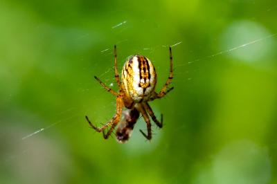 <i>Mangora acalypha</i>