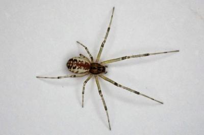 <i>Linyphia triangularis</i>