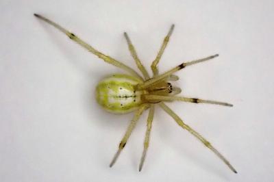 <i>Enoplognatha</i>