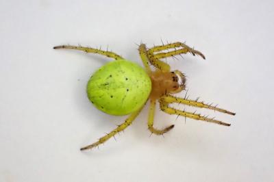 <i>Araniella cucurbitina</i>