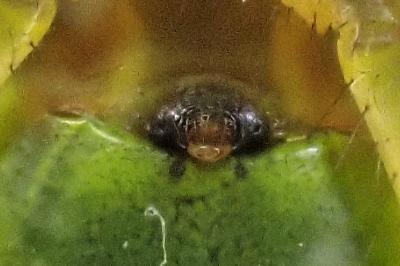 <i>Araniella cucurbitina</i>