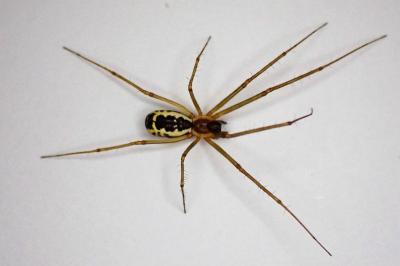 <i>Neriene radiata</i>