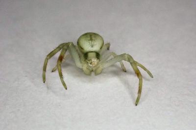 <i>Misumena vatia</i>