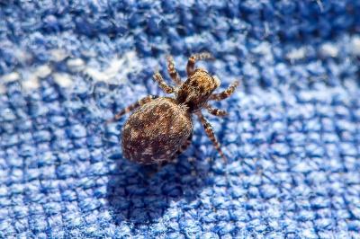 <i>Pseudeuophrys erratica</i>