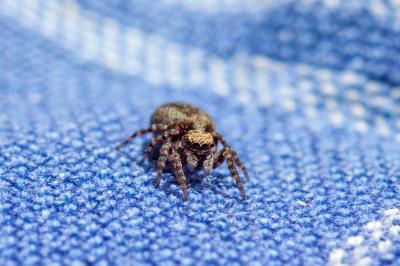 <i>Pseudeuophrys erratica</i>