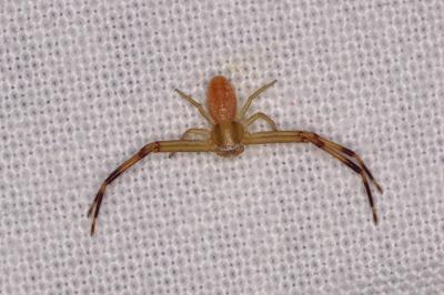 <i>Runcinia grammica</i>