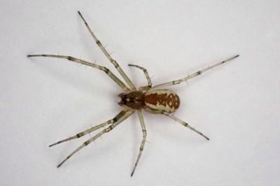 <i>Linyphia triangularis</i>