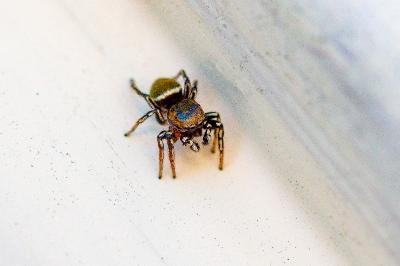 <i>Heliophanus tribulosus</i>