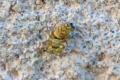<i>Heliophanus tribulosus</i>