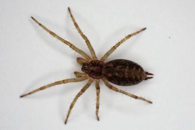 <i>Allagelena gracilens</i>