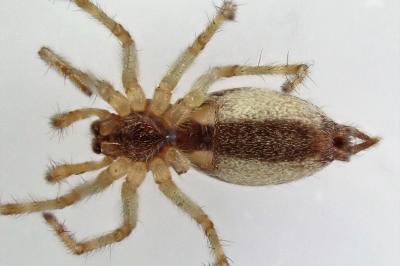 <i>Allagelena gracilens</i>