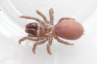 <i>Atypus</i>