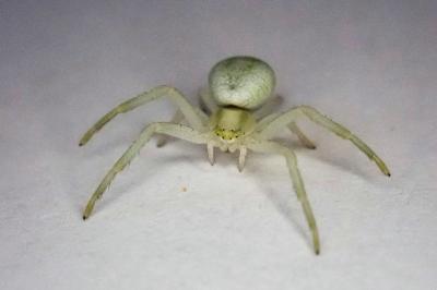 <i>Misumena vatia</i>