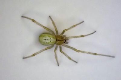 <i>Enoplognatha</i>