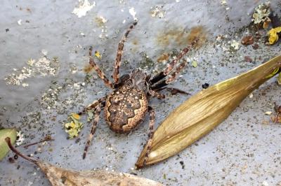 <i>Nuctenea umbratica</i>