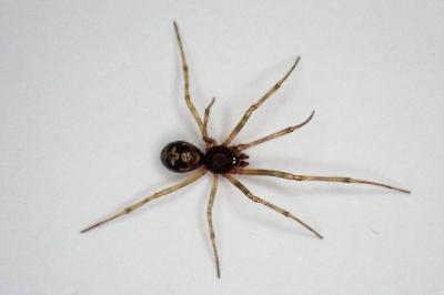 <i>Steatoda triangulosa</i>