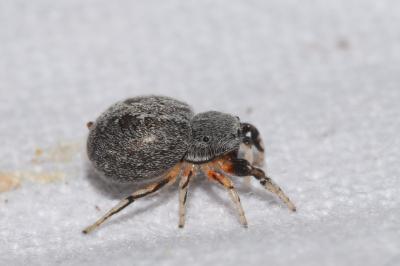 <i>Ballus rufipes</i>
