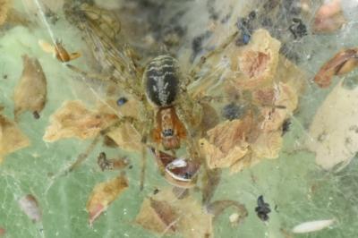 <i>Agelena labyrinthica</i>