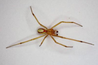 <i>Enoplognatha</i>